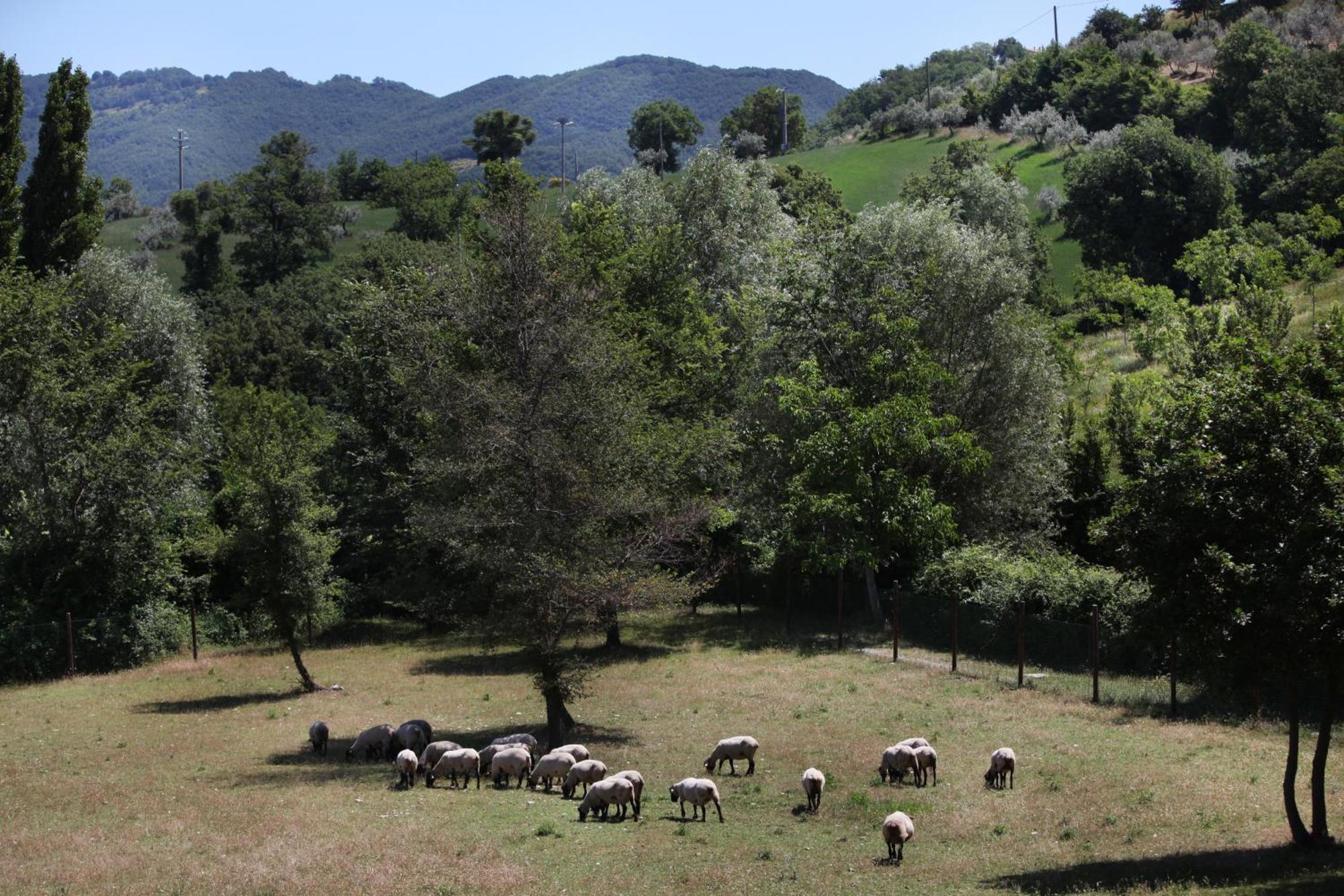 Agriturismo Il Castello Assisi Bagian luar foto