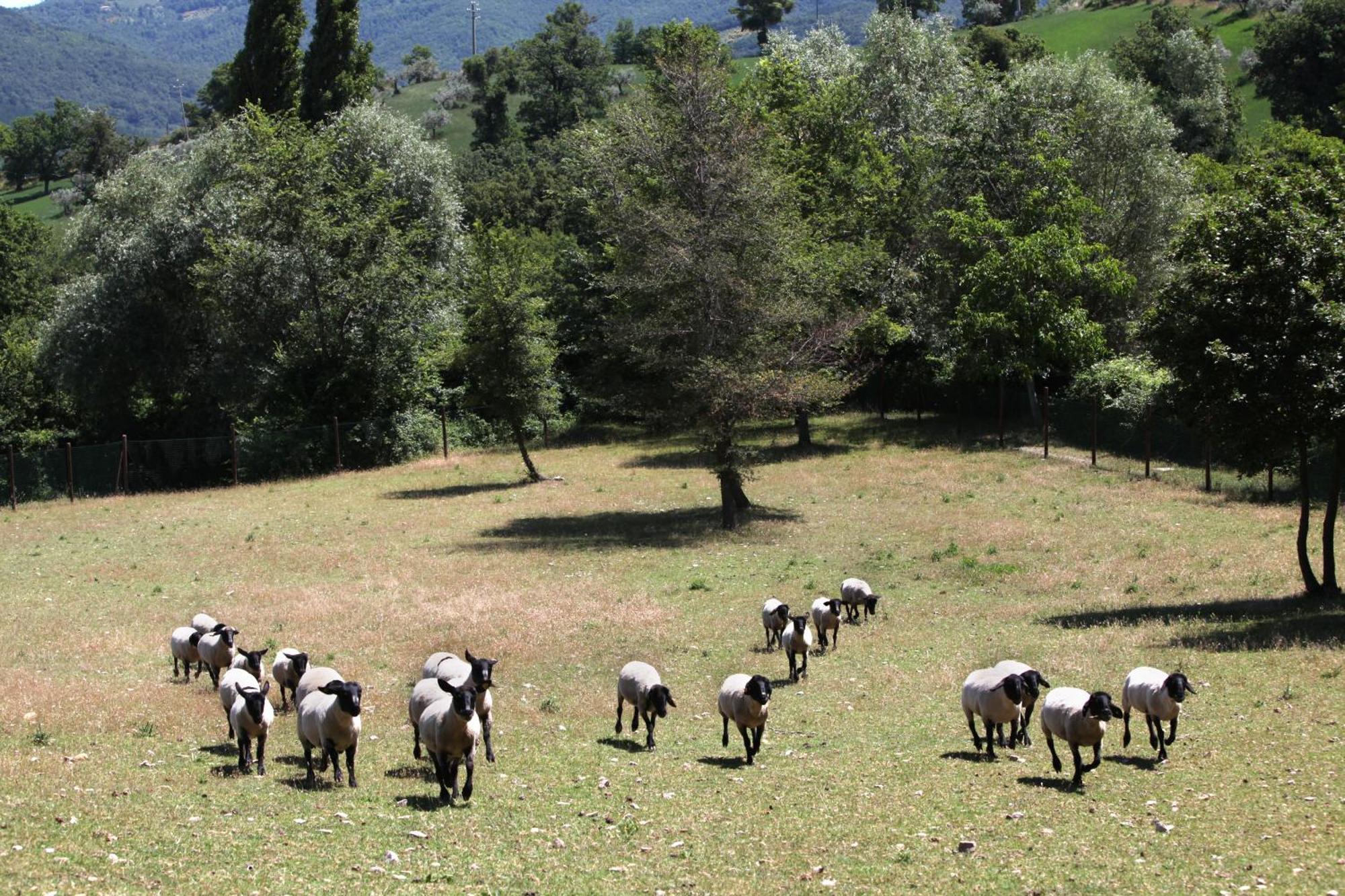 Agriturismo Il Castello Assisi Bagian luar foto